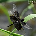 Rhyothemis